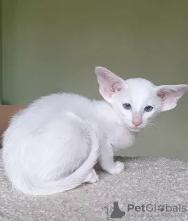 Photo №2 de l'annonce № 7338 de la vente oriental shorthair - acheter à Fédération de Russie annonce privée