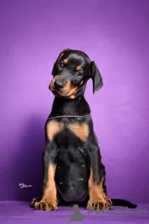 Photo №1. dobermann - à vendre en ville de Ниш | négocié | Annonce №114771