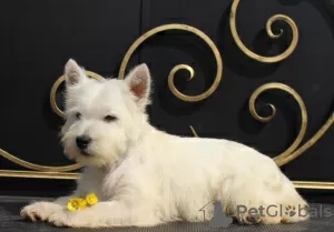 Photo №3. Chiot West Highland White Terrier d'Interchampion. Fédération de Russie