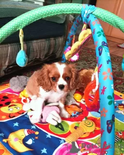 Photo №4. Je vais vendre cavalier king charles spaniel en ville de Чита. éleveur - prix - 1232€