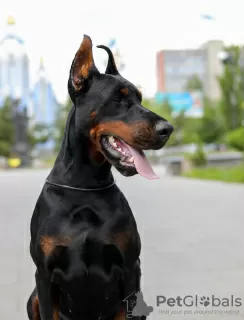 Photos supplémentaires: Doberman FCI