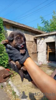 Photos supplémentaires: Des chiots entre de bonnes mains