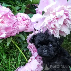 Photo №2 de l'annonce № 13672 de la vente affenpinscher - acheter à L'Autriche annonce privée