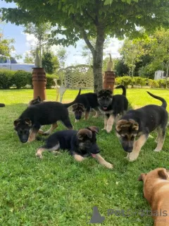 Photo №3. Chiot berger allemand. Malte