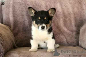 Photo №2 de l'annonce № 63546 de la vente welsh corgi - acheter à Grèce 