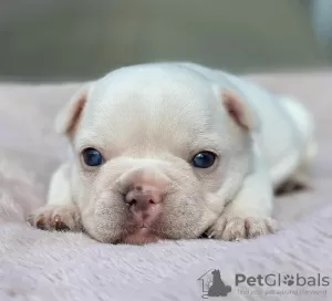 Photos supplémentaires: Chiots Bouledogue Français