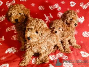 Photos supplémentaires: Vente de chiots Mini Caniche Toy, Rouge-Marron, 4 garçons