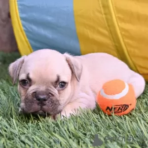 Photo №4. Je vais vendre bouledogue en ville de Medellín. annonce privée - prix - 237€