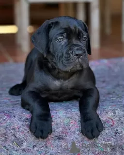 Photo №4. Je vais vendre cane corso en ville de Saint-Pétersbourg. annonce privée - prix - 350€