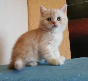 Photos supplémentaires: Chatons écossais avec pedigrees et vaccinations