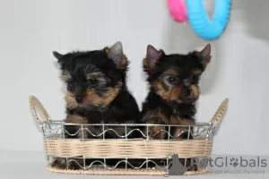 Photo №3. chiots yorkshire terrier. Biélorussie