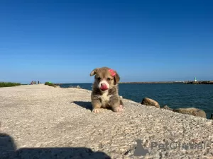 Photo №2 de l'annonce № 118371 de la vente welsh corgi - acheter à Espagne 