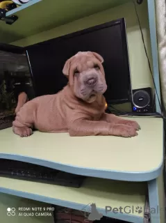 Photo №1. shar pei - à vendre en ville de Kremenchug | 155€ | Annonce №11604