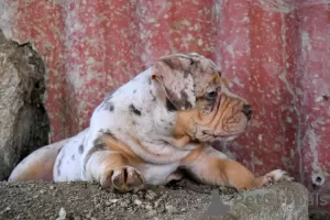 Photos supplémentaires: American Bully poche merle