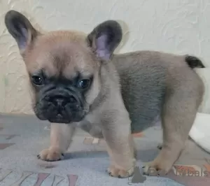 Photo №1. bouledogue - à vendre en ville de Cherkasy | 567€ | Annonce №8672