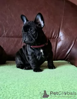 Photos supplémentaires: Adorables chiots bouledogues français