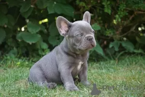 Photo №1. bouledogue - à vendre en ville de Aachen | Gratuit | Annonce №70864