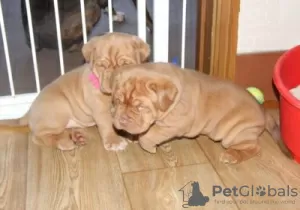 Photo №1. dogue de bordeaux - à vendre en ville de Alavus | Gratuit | Annonce №128227