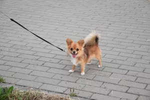 Photo №1. chihuahua - à vendre en ville de Minsk | 713€ | Annonce №7080