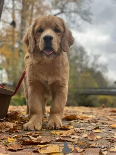 Photo №2 de l'annonce № 126804 de la vente golden retriever - acheter à Pologne annonce privée