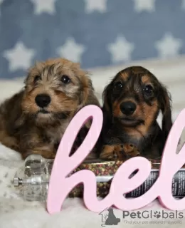 Photos supplémentaires: Chiots lapins teckel à poil dur, garçons, 3 mois