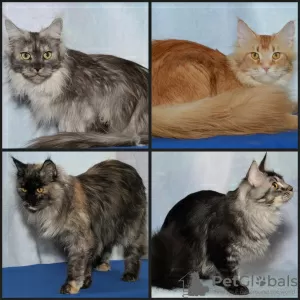 Photo №1. maine coon - à vendre en ville de Москва | 185€ | Annonce № 100094