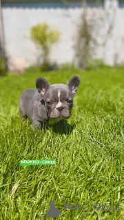 Photos supplémentaires: Bonjour chiots bouledogues français à vendre.