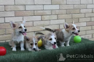 Photos supplémentaires: Chiots Welsh Corgi Pembroke