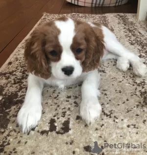 Photo №3. Cavalier King Charles Spaniel chiot chienne. Fédération de Russie