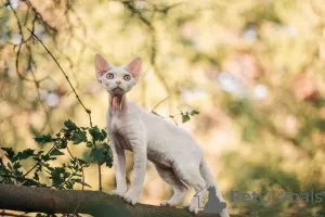 Photo №4. Je vais vendre devon rex en ville de Москва. annonce privée, de la fourrière, éleveur - prix - 1442€