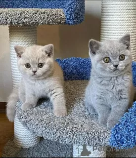 Photo №1. british shorthair - à vendre en ville de Anderlecht | 400€ | Annonce № 88358