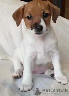 Photo №1. jack russell terrier - à vendre en ville de Saint-Pétersbourg | 337€ | Annonce №9395