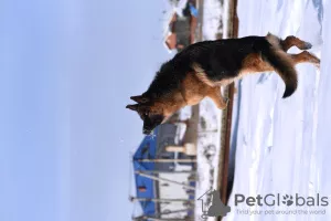 Photos supplémentaires: Chiots berger allemand