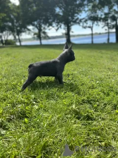 Photo №1. bouledogue - à vendre en ville de Каван | négocié | Annonce №20564