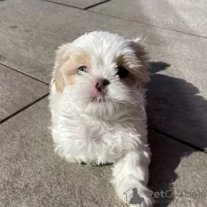 Photo №2 de l'annonce № 99692 de la vente shih tzu - acheter à USA annonce privée, de la fourrière, de l'abri