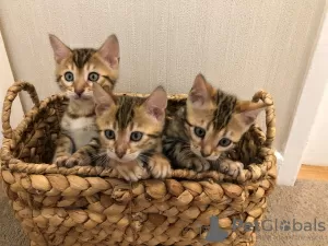 Photo №3. Chatons Bengal Cats dressés à domicile disponibles pour adoption. Allemagne