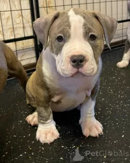 Photo №1. american bully - à vendre en ville de Ryazan | 1669€ | Annonce №19296