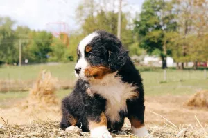 Photo №3. Des chiots du Bouvier Bernois sont proposés à la vente.. Biélorussie