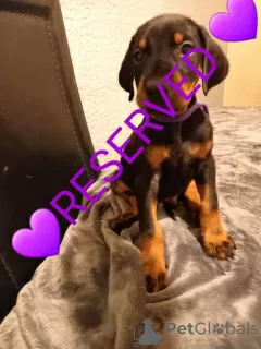 Photo №2 de l'annonce № 9590 de la vente dobermann - acheter à Suède 