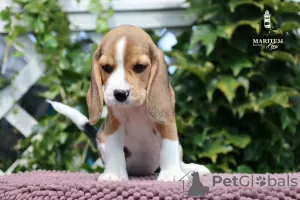 Photos supplémentaires: Chiots Beagle au chenil