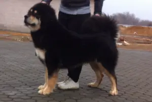 Photo №2 de l'annonce № 1425 de la vente dogue du tibet - acheter à Fédération de Russie annonce privée