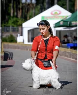 Photos supplémentaires: Chiots West Highland White Terrier