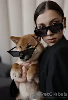 Photos supplémentaires: Chiots Shiba Inu avec pedigree RKF