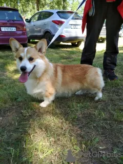 Photo №4. Je vais vendre welsh corgi en ville de Minsk. de la fourrière, éleveur - prix - 1500€