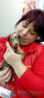 Photos supplémentaires: Chiots teckel miniatures, poil dur et lisse, différentes couleurs