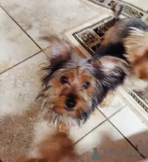 Photo №1. yorkshire terrier - à vendre en ville de Würzburg | Gratuit | Annonce №128386