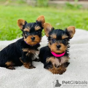 Photo №1. yorkshire terrier - à vendre en ville de Siófok | négocié | Annonce №58243