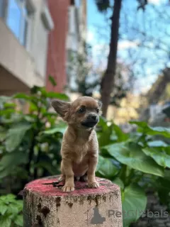 Photos supplémentaires: Vente de trois garçons Chihuahua avec documents officiels et vaccinés