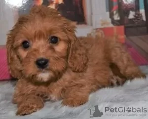 Photo №1. labradoodle - à vendre en ville de Derendingen | 300€ | Annonce №18768