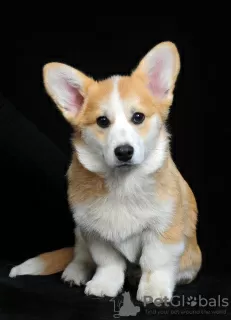 Photos supplémentaires: À vendre chiot Pembroke Welsh Corgi, âgé de 4 mois. Chienne